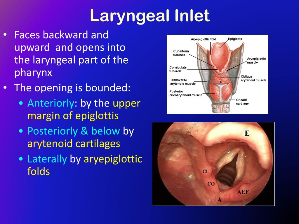 PPT - The Larynx PowerPoint Presentation - ID:417368