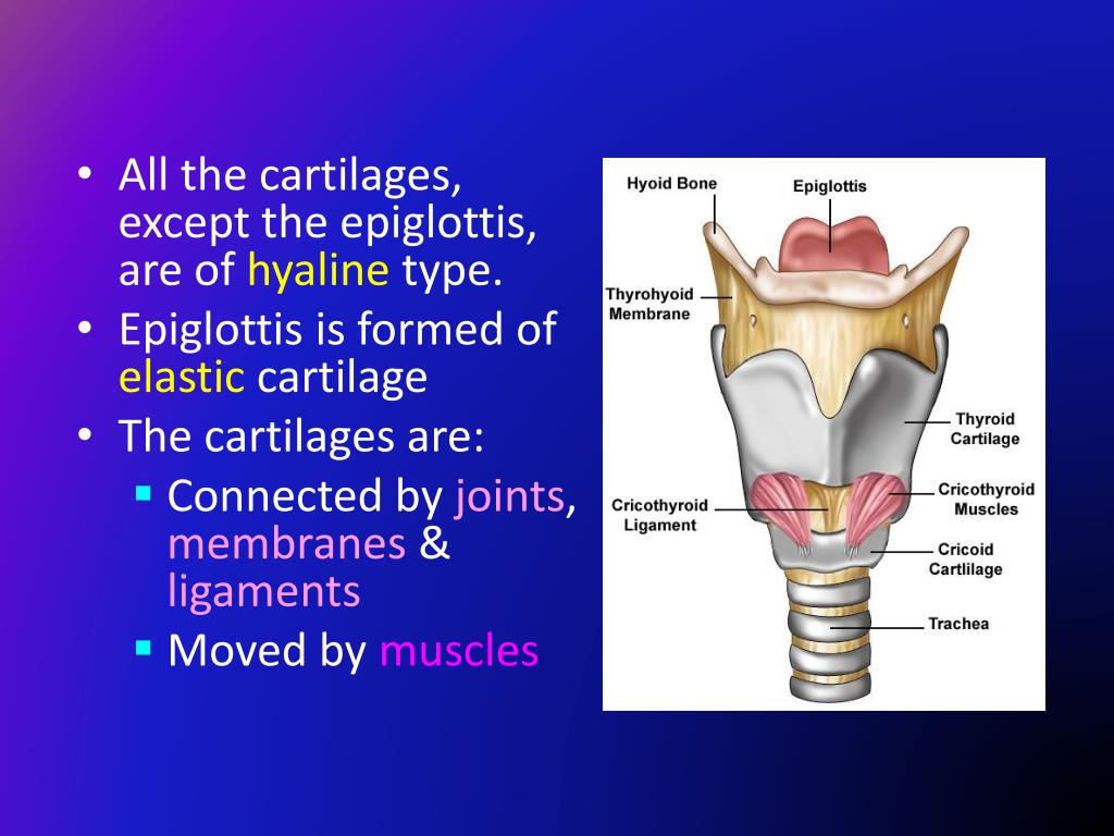 Consists of the first. Larynx. Structure of the larynx. Intrinsic muscles of larynx.