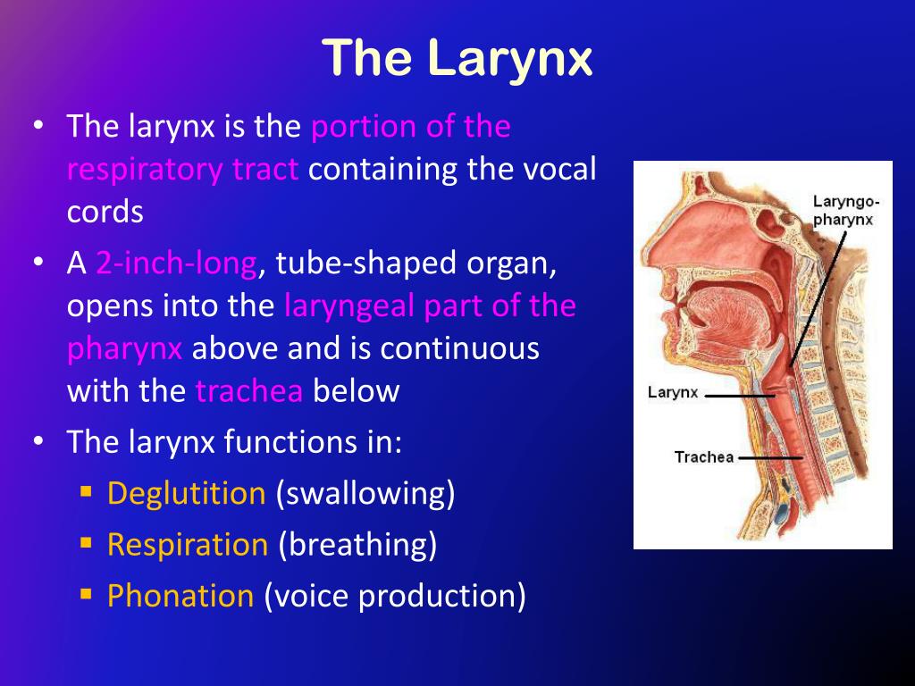 PPT - The Larynx PowerPoint Presentation - ID:417368