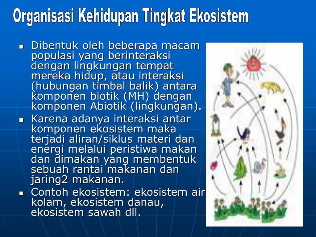 Contoh Komponen Ekosistem Sawah - Contoh 37