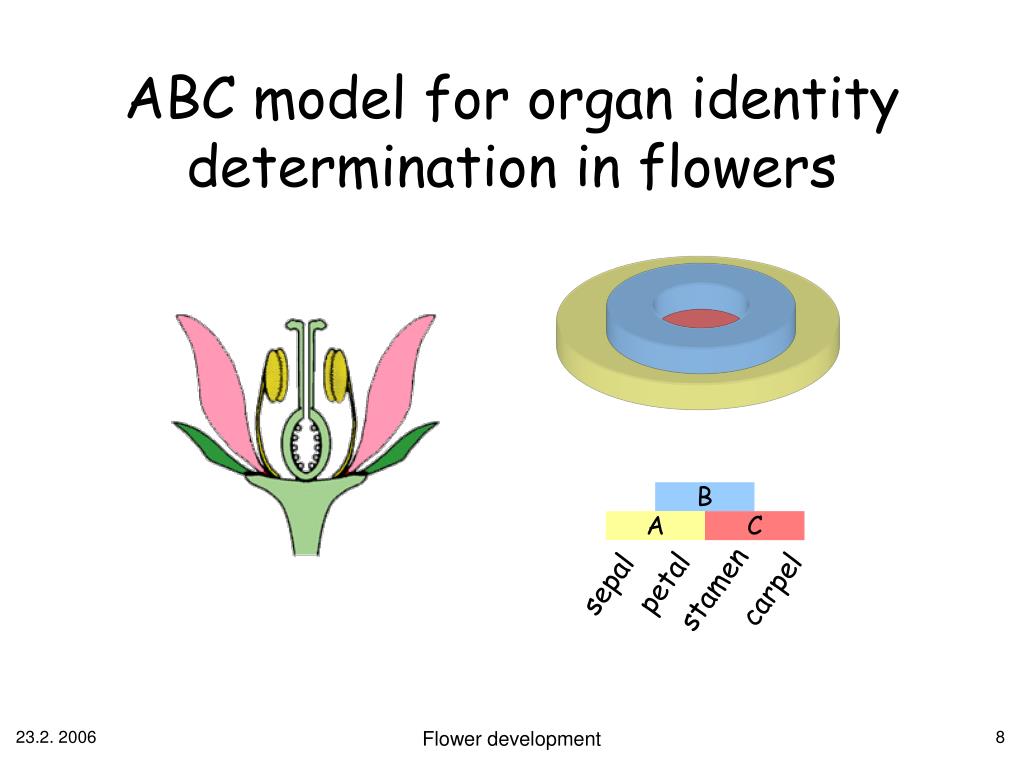 PPT - Computational Systems Biology Flower development PowerPoint ...