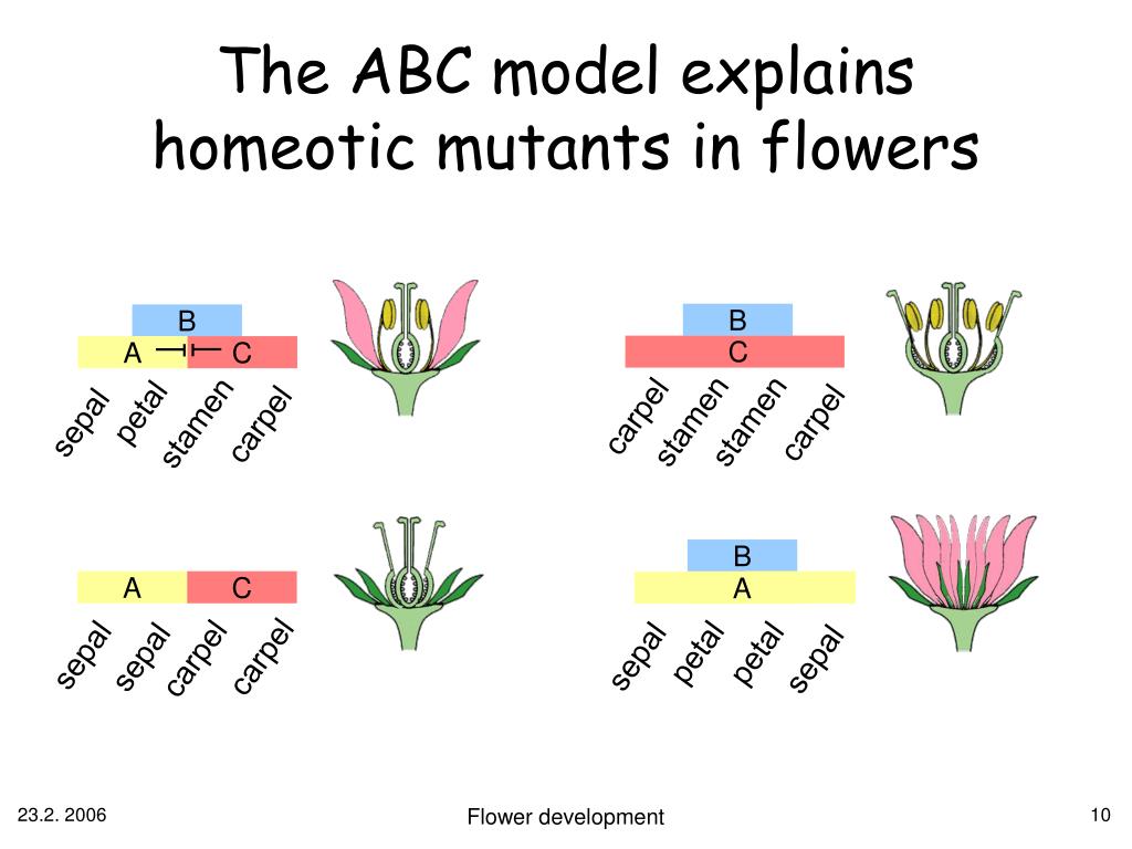 abc hypothesis of flower development