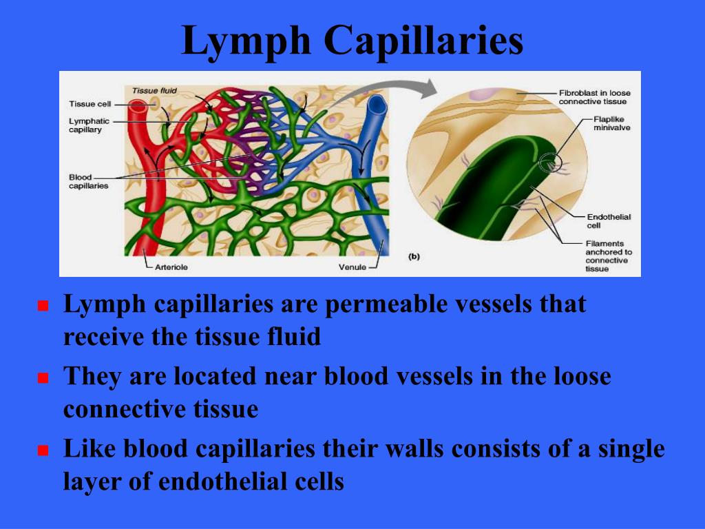 PPT The Lymphatic System PowerPoint Presentation, free download ID