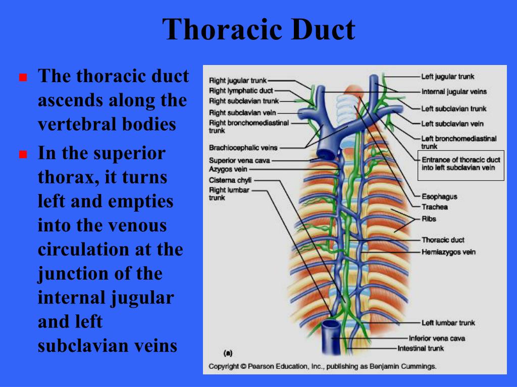 The Two Large Lymphatic Ducts That Drain Into Subclavian Veins - Best