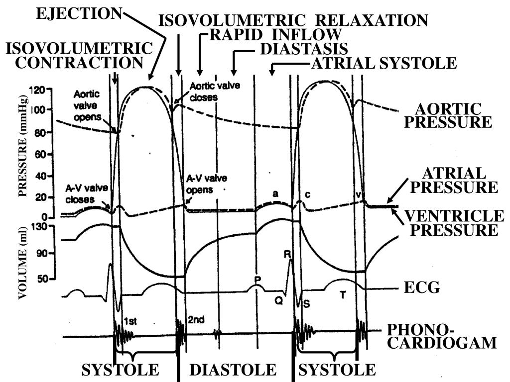 PPT - CARDIOVASCULAR PHYSIOLOGY PowerPoint Presentation, free download ...