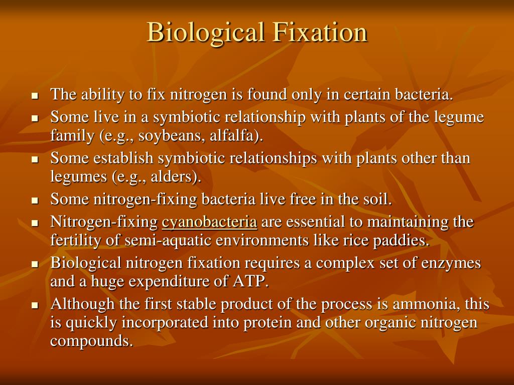 PPT Faktor Peran Rhizobium dalam Pertumbuhan