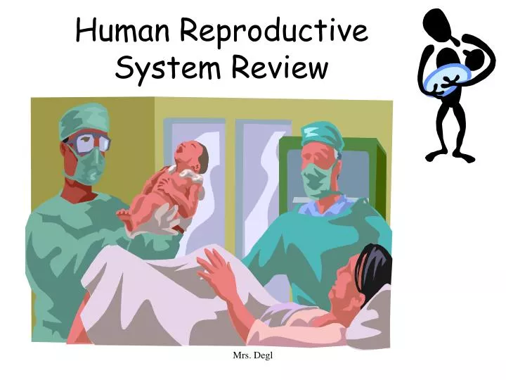 human reproductive system review n.