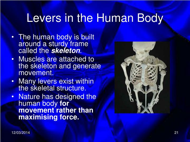 PPT Levers in the Human Body PowerPoint Presentation ID419935