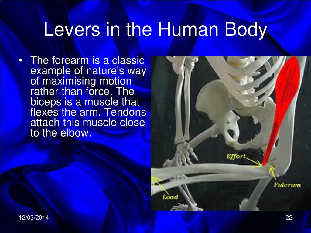 PPT - Levers in the Human Body PowerPoint Presentation, free download