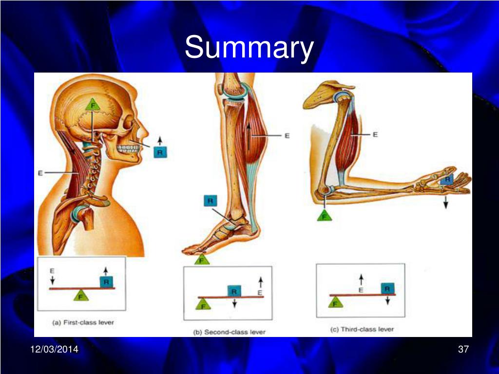 PPT Levers in the Human Body PowerPoint Presentation, free download ID419935