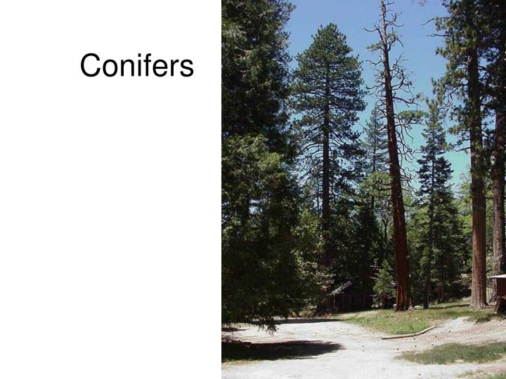 PPT Angiosperm origins and relationships of major lineages PowerPoint