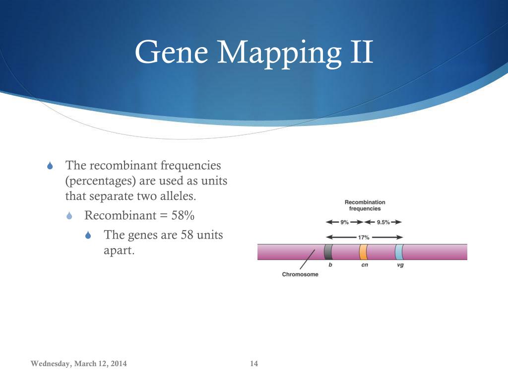 PPT - Gene Mapping, Linked & Unlinked Genes PowerPoint Presentation ...