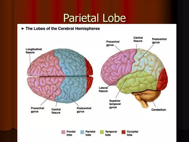 PPT - Parietal Lobe PowerPoint Presentation, free download - ID:422847