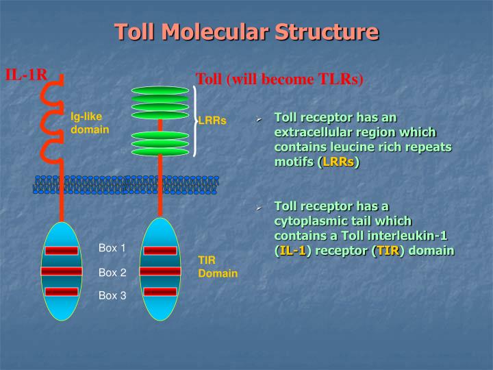 PPT - TOLL-LIKE RECEPTORS PowerPoint Presentation - ID:424130
