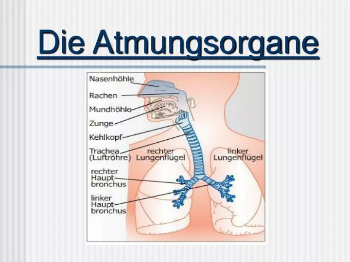 Bau Und Funktion Der Atmungsorgane PPT - Die Atmungsorgane PowerPoint Presentation, free download - ID:424958
