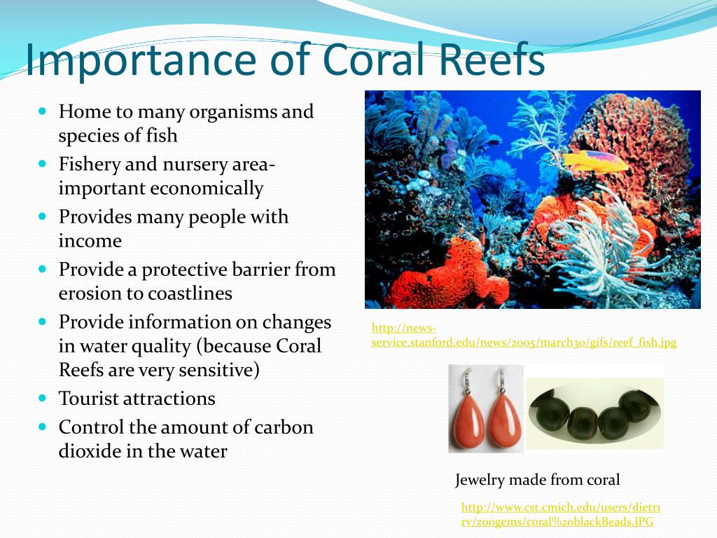 importance of coral reefs research paper