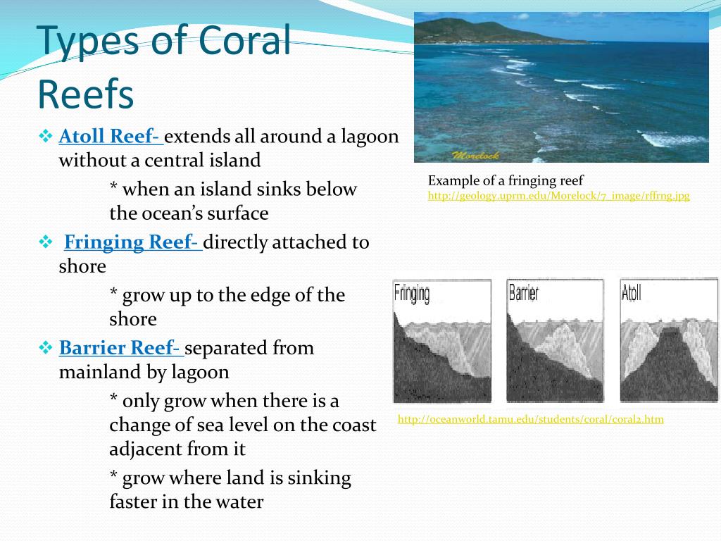 PPT - Coral Reefs PowerPoint Presentation - ID:427142