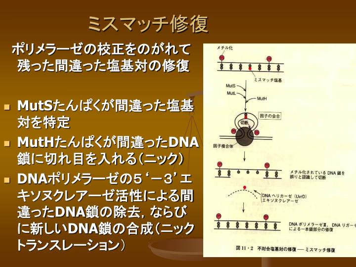 第 7,8 回　小テスト １．たんぱくの合成は細胞内のどこで主に行われるのか (3 点） ２．原核生物のｍ RNA 上にはリボソ－ムが特異的に結合する領域があるが真核生物の　　ｍ RNA にはない．なぜか (3 点） ３．先行鎖と遅行鎖の複
