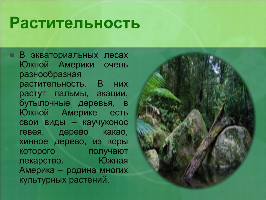 PPT - Влажные вечнозелёные леса Южной Америки PowerPoint Presentation -  ID:428385