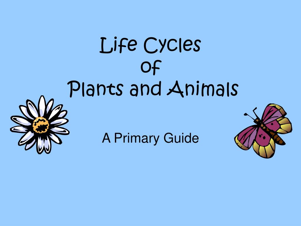 PPT - Life Cycles of Plants and Animals PowerPoint Presentation, free  download - ID:428572