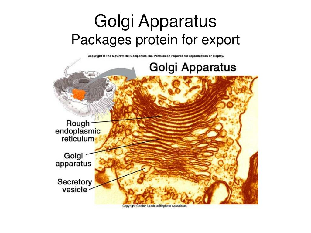 Pathophysiology PowerPoint Presentation, free download Biology Diagrams