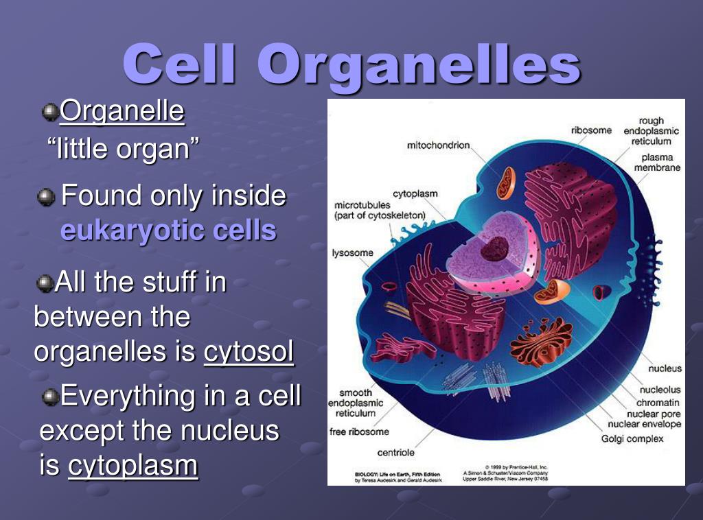 PPT - Cell Organelles PowerPoint Presentation, free download - ID:429732