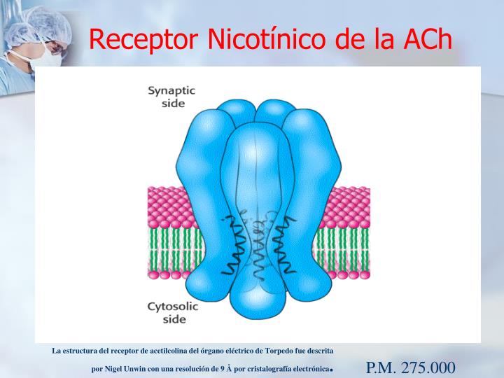 PPT - FISIOLOGIA I PowerPoint Presentation - ID:429852