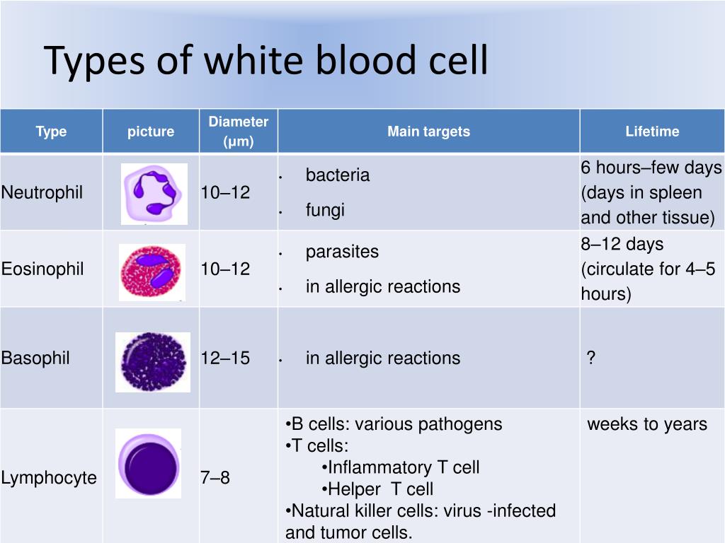 PPT Macrophage PowerPoint Presentation ID 431156