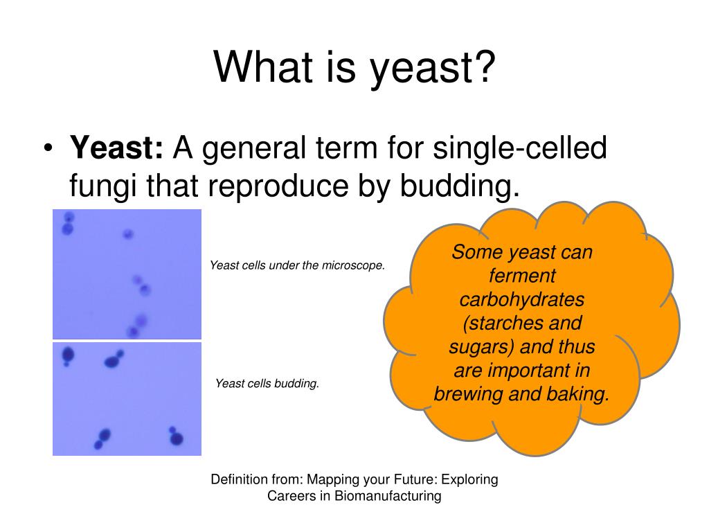 what is yeast wikipedia