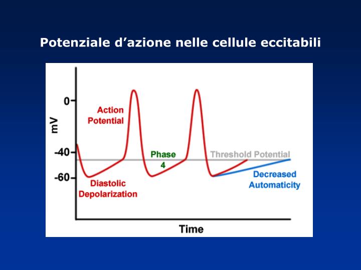 Potenziale D Azione Muscolo Scheletrico