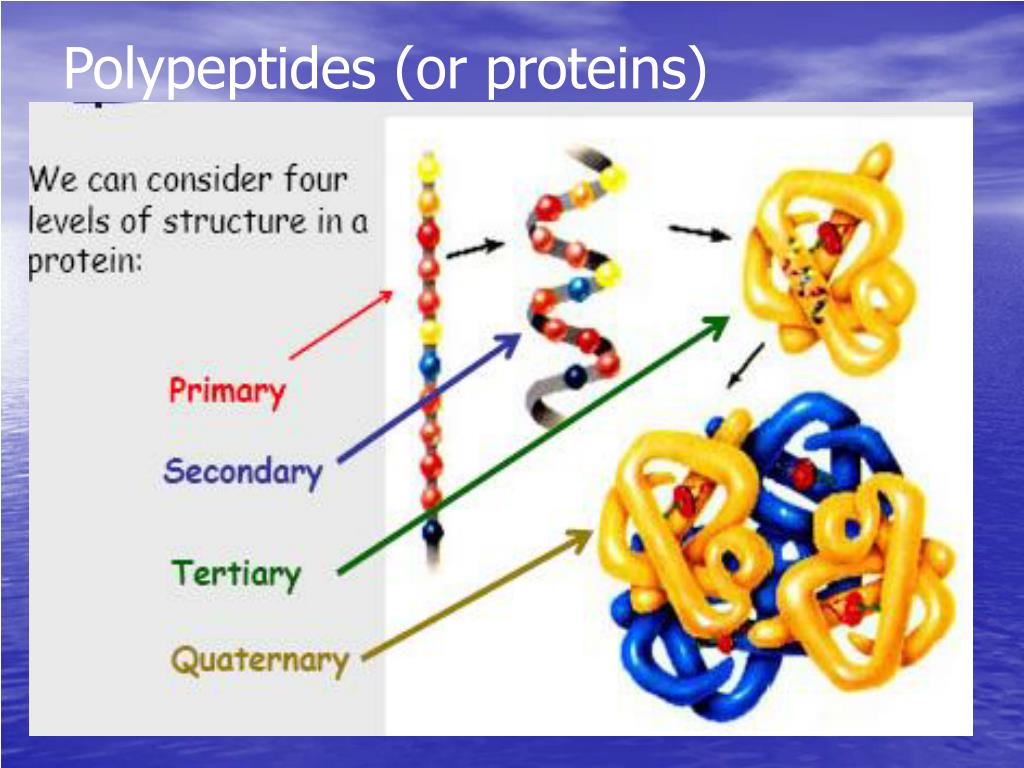 Полипептиды 8