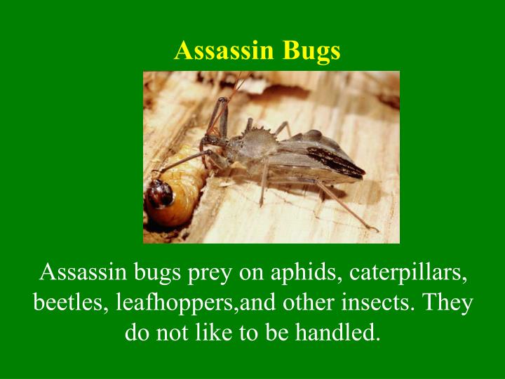 Ppt Beneficial Insects Powerpoint Presentation Free Download Id 433689