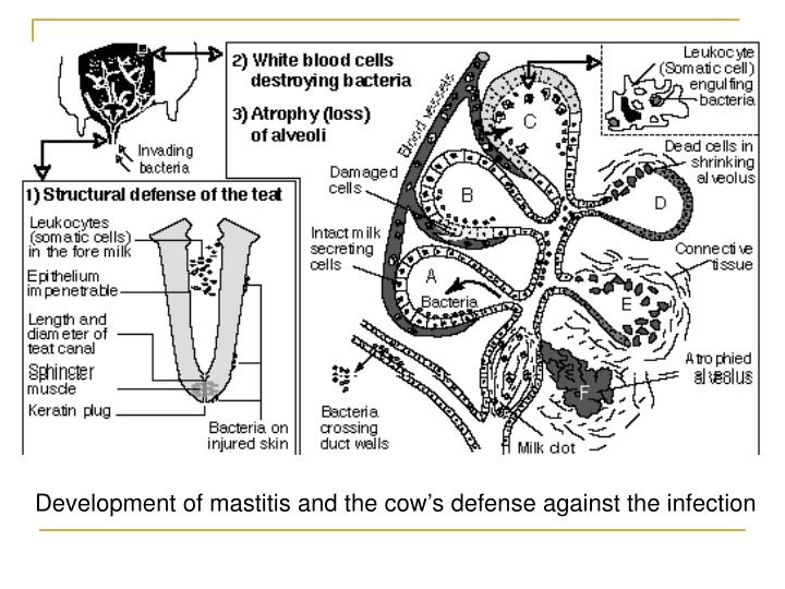 PPT Bovine Mastitis PowerPoint Presentation ID434466