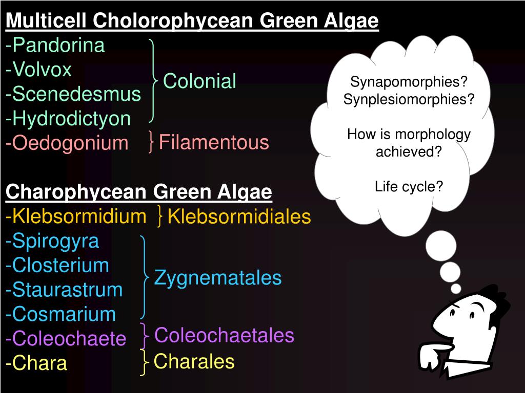 PPT - Multicell Cholorophycean Green Algae Pandorina Volvox Scenedesmus  Hydrodictyon Oedogonium Charophycean Green Algae -Kleb PowerPoint  Presentation - ID:435364