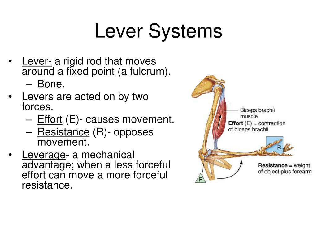 PPT Lecture 6 Muscles PowerPoint Presentation, free download ID435441