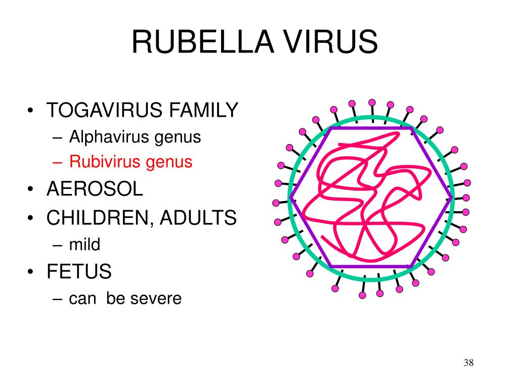 Rubella virus igg что значит