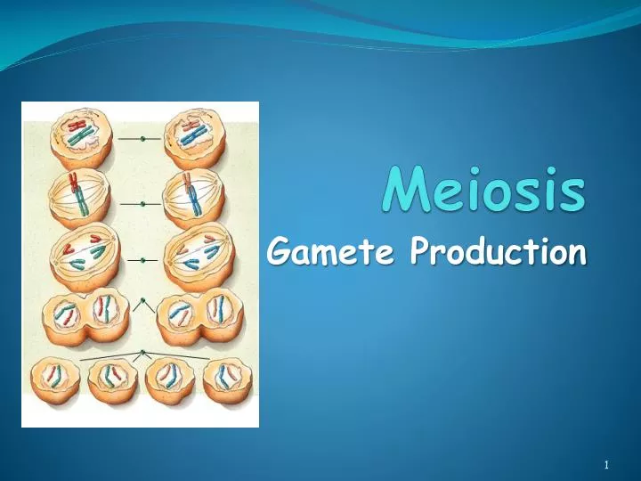 Ppt Meiosis Powerpoint Presentation Free Download Id 436378