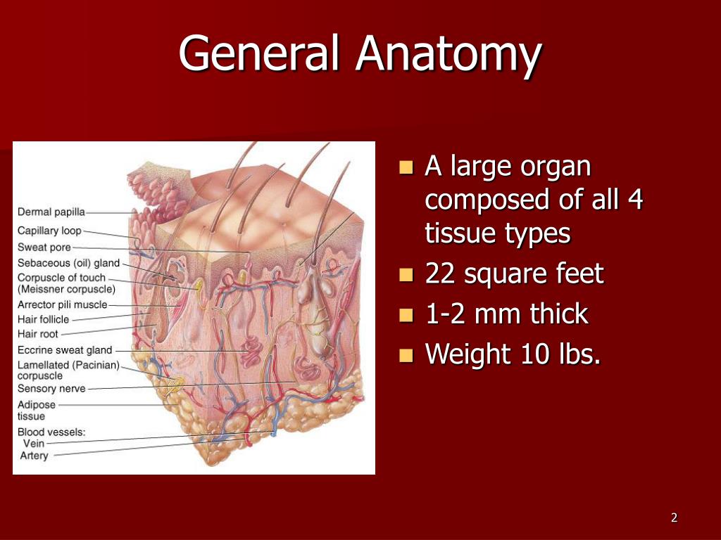 PPT - Chapter 5 The Integumentary System PowerPoint Presentation, free
