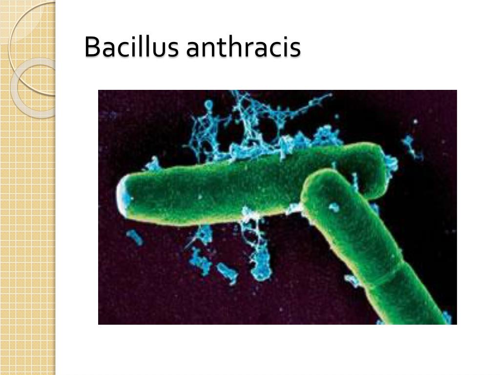 Бацилла это. Бациллюс антрацис это. Бацилла Bacillus anthracis строение. Bacillus anthracis строение.