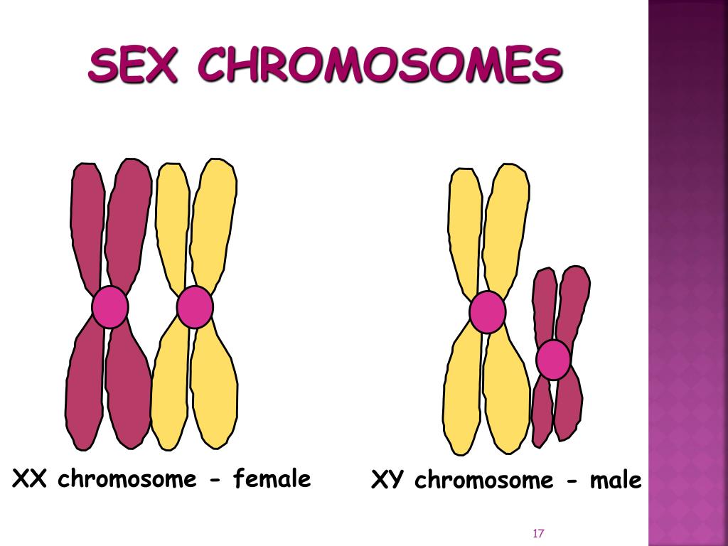 Ppt Meiosis Powerpoint Presentation Free Download Id 437027