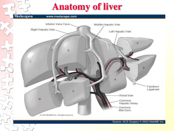 Ppt Liver Function Tests Lfts Powerpoint Presentation PPT Liver