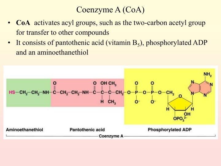 PPT Metabolism PowerPoint Presentation ID437671