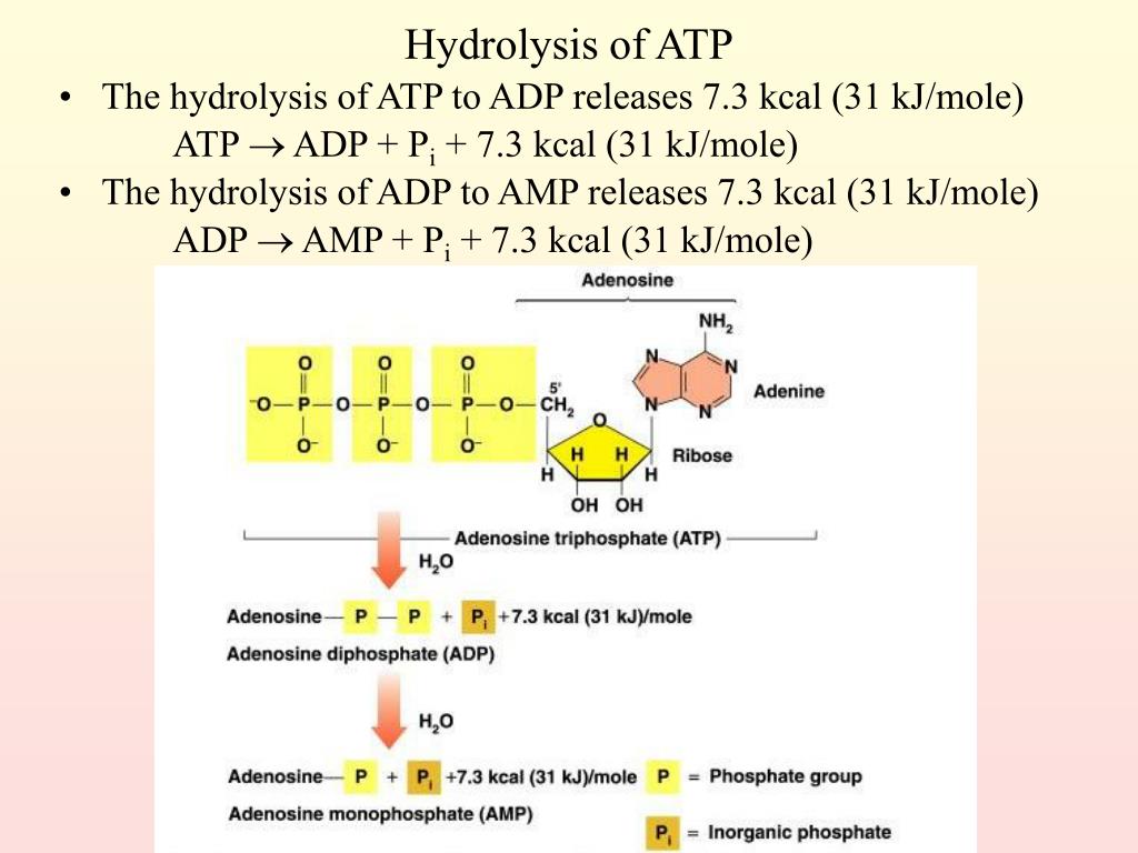 PPT Metabolism PowerPoint Presentation Free Download ID 437671 ppt-metabolism-powerpoint-presentation-free-download-id-437671