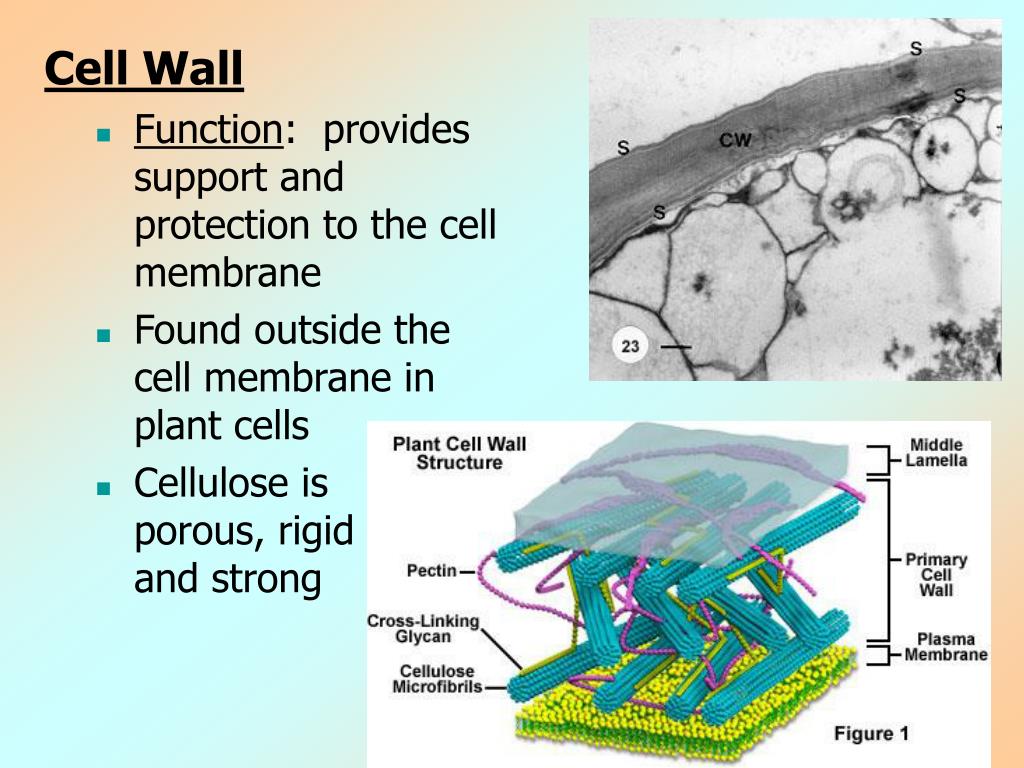 Целлюлоза в клеточной стенке. Поры в клеточной стенке. Кремний в клеточной стенке. Клеточной стенке элементарных Телец. Клеточная стенка животных состоит из