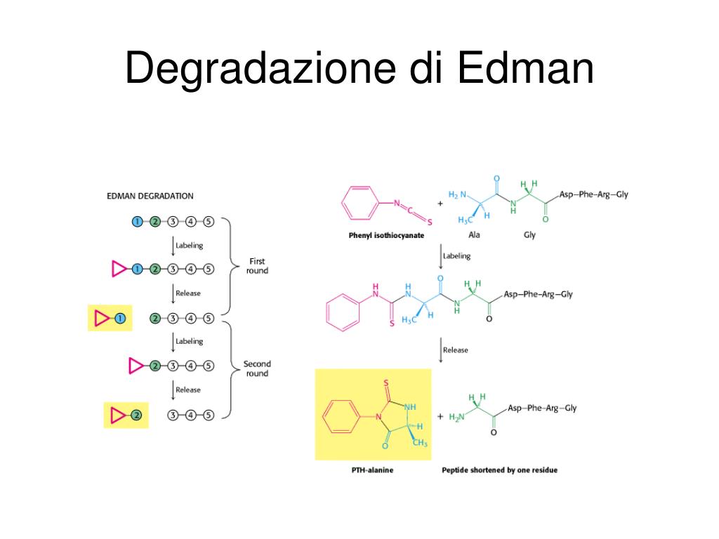 PPT - Metodi per ottenere informazioni sulla sequenza aminoacidica ...