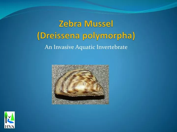 zebra mussel dreissena polymorpha n.