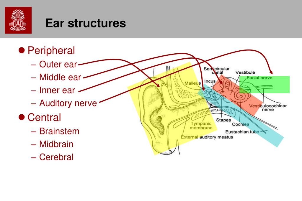PPT - Chapters 9,10 Auditory and Vestibular Systems PowerPoint