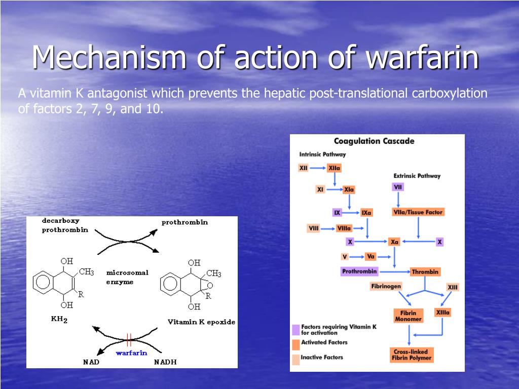 Mechanism of action. Warfarin mechanism of Action. Heparin mechanism. Heparin mechanism of Action. Warfarin Syndrome mechanism of Action.