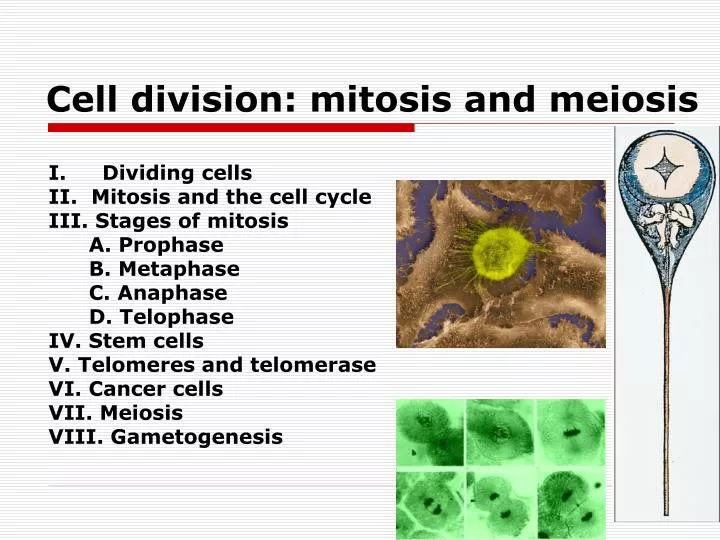 cell division mitosis and meiosis n.