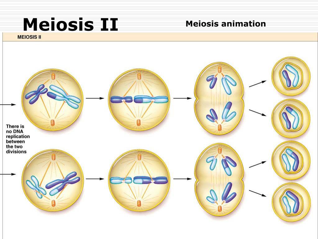 Mitose En Meiose